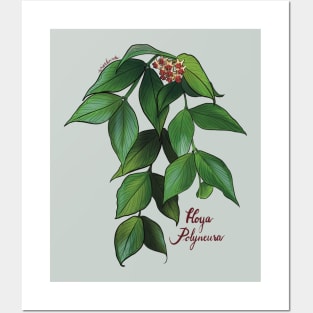 Hoya polyneura in bloom Posters and Art